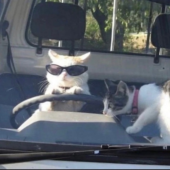 Meet your Posher, Cesar - Picture 1 of 1